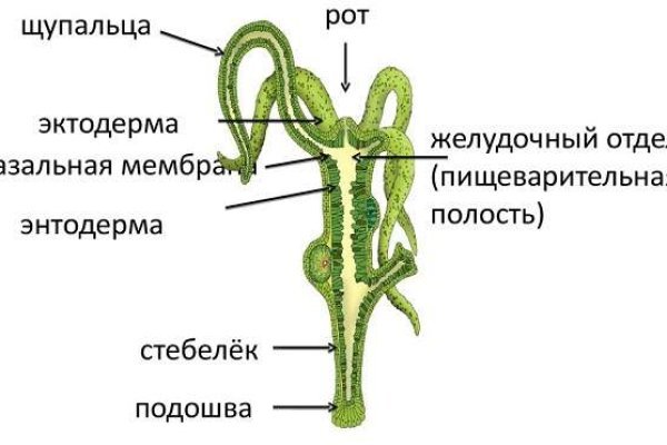 Через какой браузер можно зайти на кракен